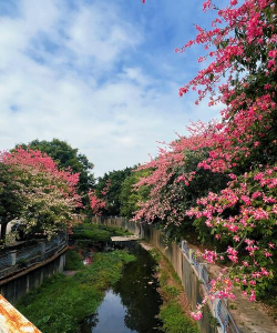 小众送妈妈的花有哪些花