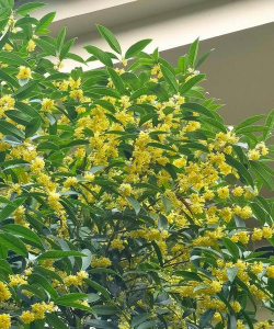 小众送妈妈的花有哪些花