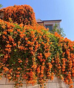 小众送妈妈的花有哪些花