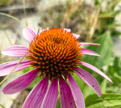 小众送妈妈的花有哪些花