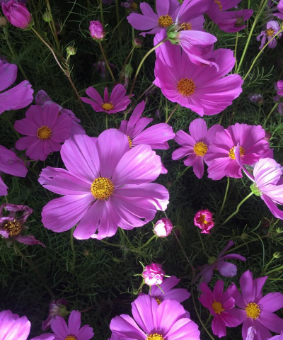 小众送妈妈的花有哪些花