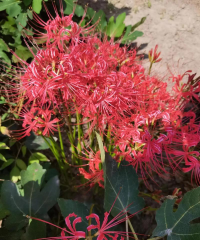 小众送妈妈的花有哪些花