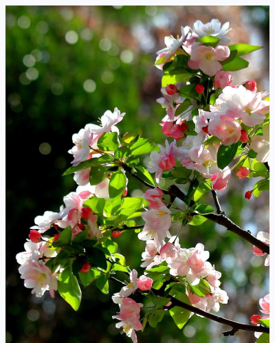 小众送妈妈的花有哪些花