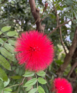 小众送妈妈的花有哪些花