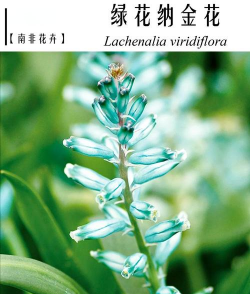 小众送妈妈的花有哪些花