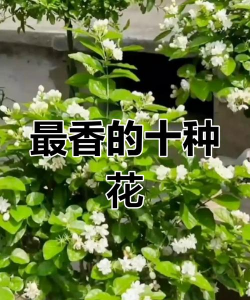 小众送妈妈的花有哪些花