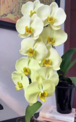 小众送妈妈的花有哪些花