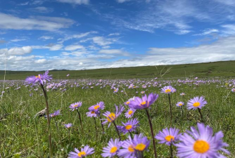 草原上的花有哪些