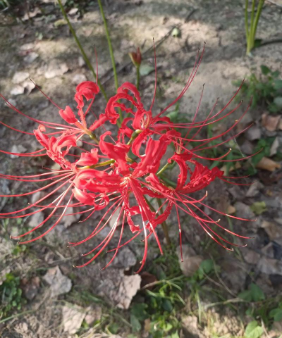 小众送妈妈的花有哪些花