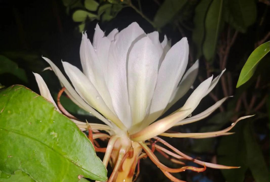 小众送妈妈的花有哪些花