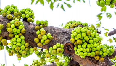 小众送妈妈的花有哪些花
