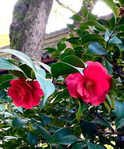 小众送妈妈的花有哪些花