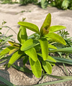 小众送妈妈的花有哪些花