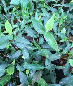 小众送妈妈的花有哪些花