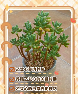 乙女心的养殖方法