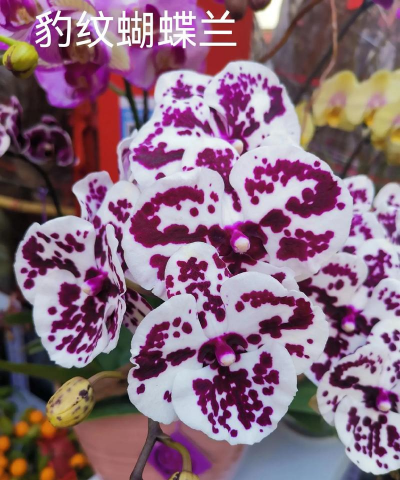 小众送妈妈的花有哪些花