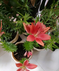 小众送妈妈的花有哪些花