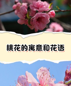 小众送妈妈的花有哪些花