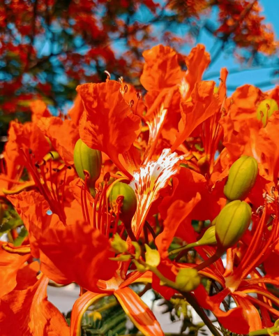 凤凰花的花瓣像什么