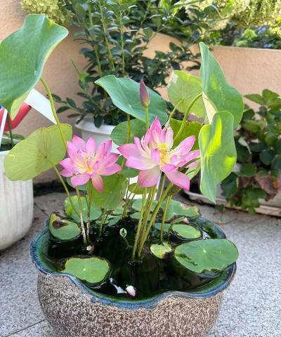 碗莲是什么 碗莲是什么