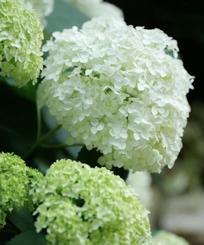 小众送妈妈的花有哪些花