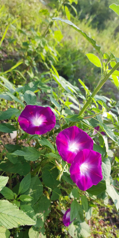 小众送妈妈的花有哪些花