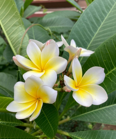 小众送妈妈的花有哪些花