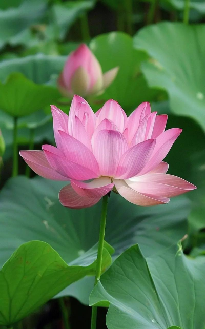 小众送妈妈的花有哪些花