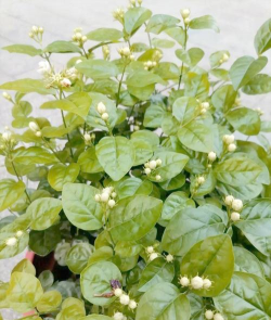 小众送妈妈的花有哪些花