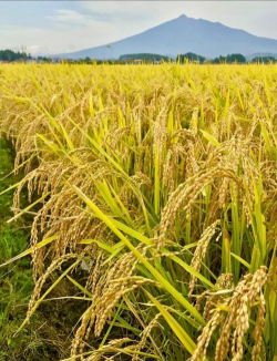 小众送妈妈的花有哪些花