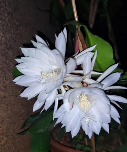 小众送妈妈的花有哪些花