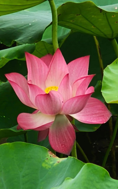 小众送妈妈的花有哪些花