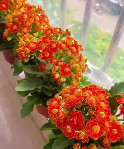 小众送妈妈的花有哪些花