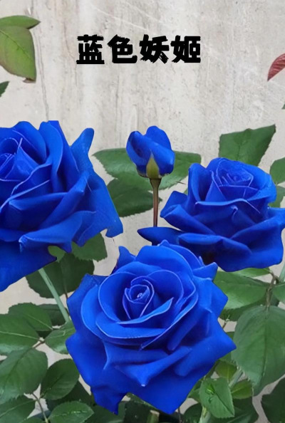 小众送妈妈的花有哪些花