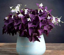 小众送妈妈的花有哪些花