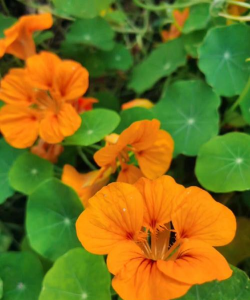 小众送妈妈的花有哪些花