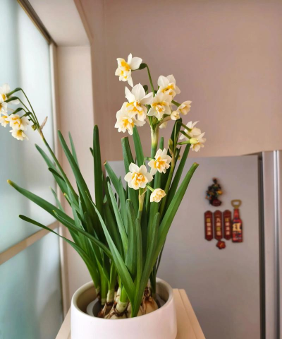 小众送妈妈的花有哪些花