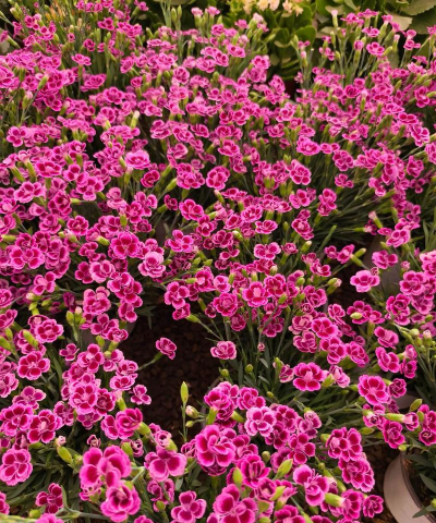 小众送妈妈的花有哪些花