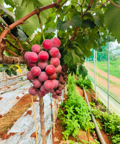 小众送妈妈的花有哪些花