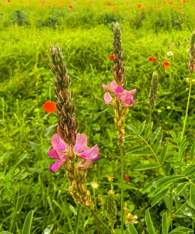 小众送妈妈的花有哪些花