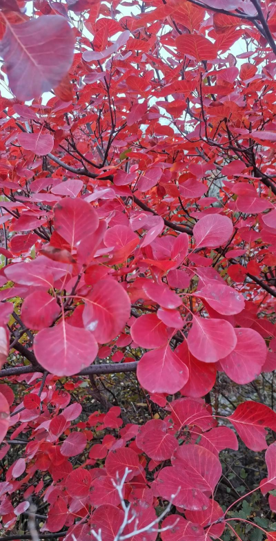 红叶是什么植物