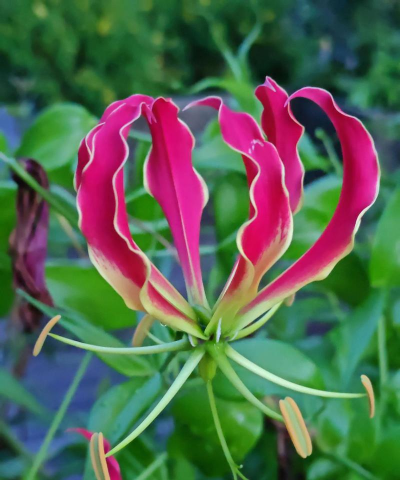 小众送妈妈的花有哪些花