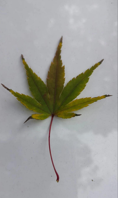 小众送妈妈的花有哪些花