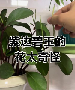 小众送妈妈的花有哪些花