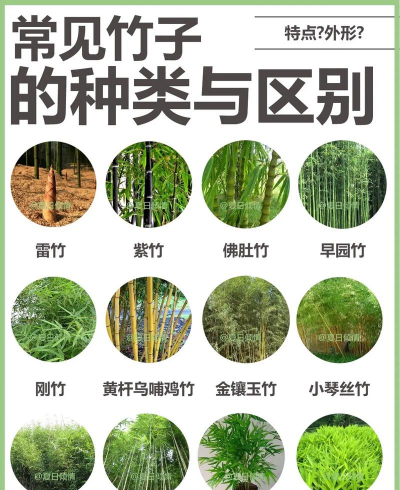 竹子有什么品种