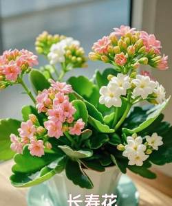 小众送妈妈的花有哪些花