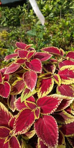 小众送妈妈的花有哪些花