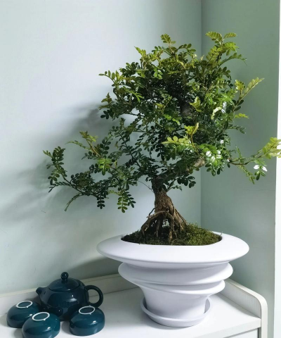 小众送妈妈的花有哪些花