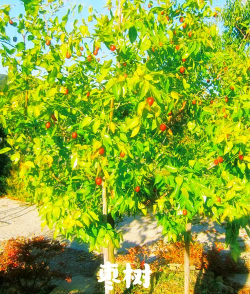 小众送妈妈的花有哪些花