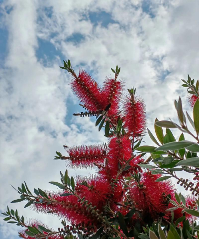 小众送妈妈的花有哪些花